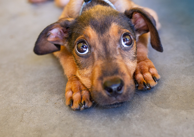 Barney was in a very painful condition